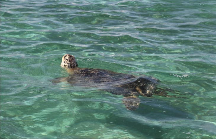 5 Islands Tour *East Coast – Ile aux Cerfs + Ile aux Flamants + Ile au Phare + Ile De La Passe + Ile aux Aigrettes + GRSE Waterfall + Lunch & Drinks